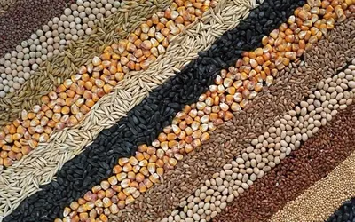 В 2023 году усилилась тенденция увеличения экспорта семян зерновых и масличных культур, произведенных в Украине - Институт аграрной экономики