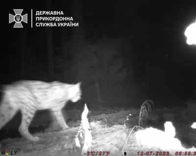 In the Carpathian Mountains, border guards took pictures of a lynx "patrolling" the Ukrainian border