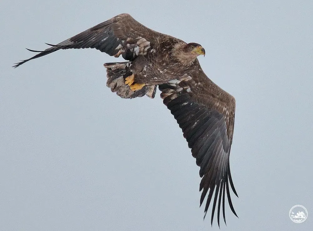 The largest raptor of Polissya caught in a photo lens in the Chornobyl Reserve