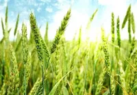 Минагро расспросило аграриев о планах на посевную 2024: Что и в каком количестве будут сеять украинские фермеры