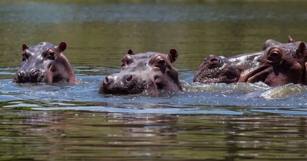 February 15: World Hippo Day, Love Reset Day