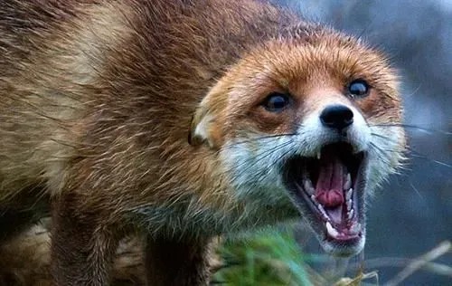 Stay away from wild and stray animals: rabies is spreading rapidly in Ukraine