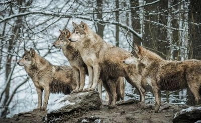 Біля кордону з Молдовою: в Одеській області прикордонники помітили зграю вовків