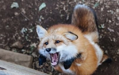 Кіровоградщина: у соцмережах показали відео, як скажена лисиця нападає на собаку
