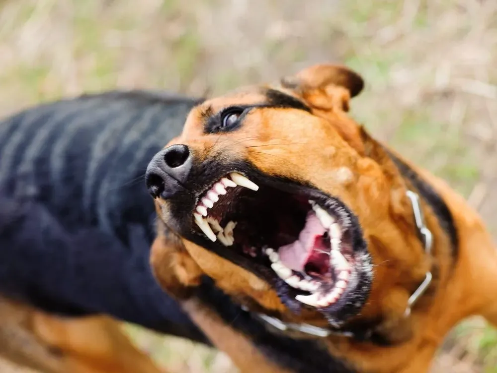The number of rabies cases among animals has increased in Volyn: since the beginning of the year, seven episodes of the disease have been recorded, five of them among pets