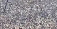  Правоохоронці виявили мінне поле на місці загибелі двох людей на Харківщині
