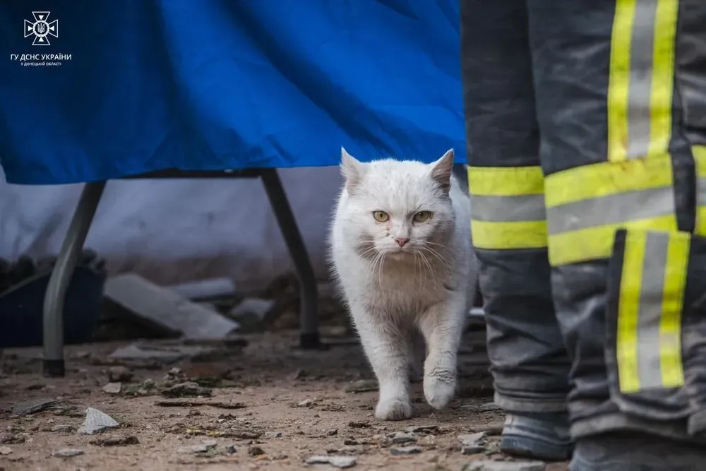 "It hurts everyone. Even mustachians": a cat wanders among the ruins of a house destroyed by Russians in Kramatorsk