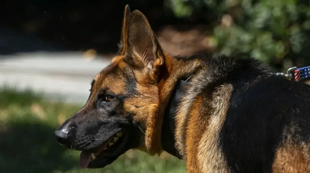 CNN: Biden's dog bit Secret Service agents at least 24 times