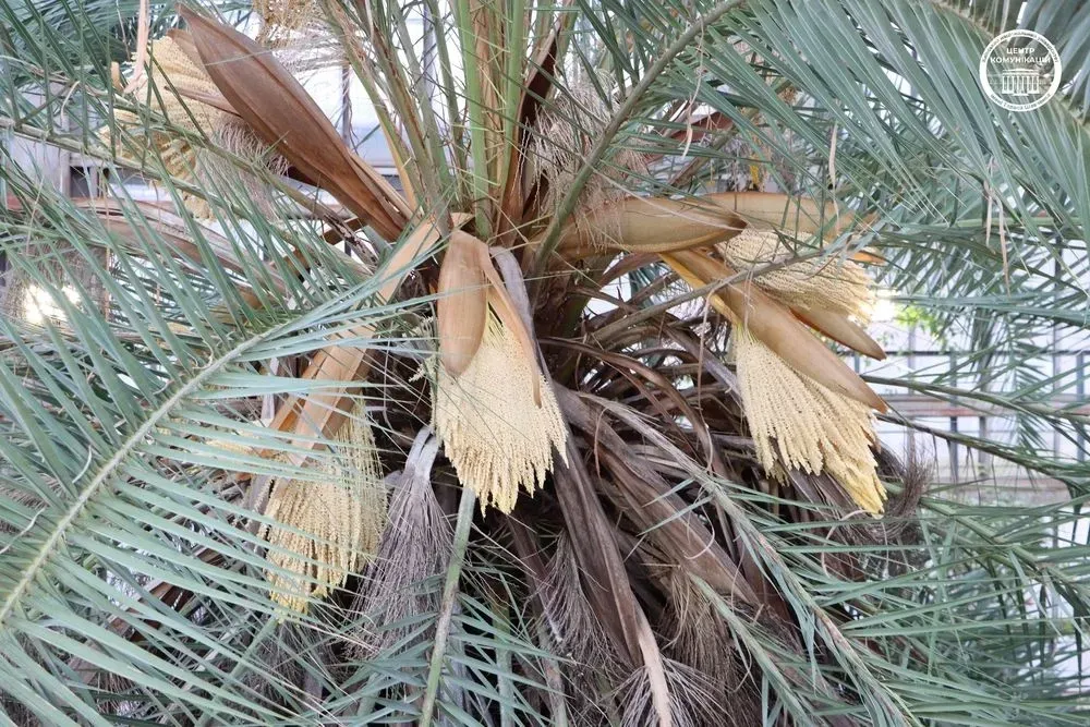 У столичному ботсаду зацвіла найстаріша в Європі пальма Лівістона