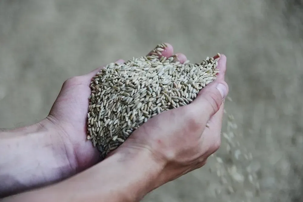 Latvia is the first in the EU to ban grain imports from Russia and Belarus