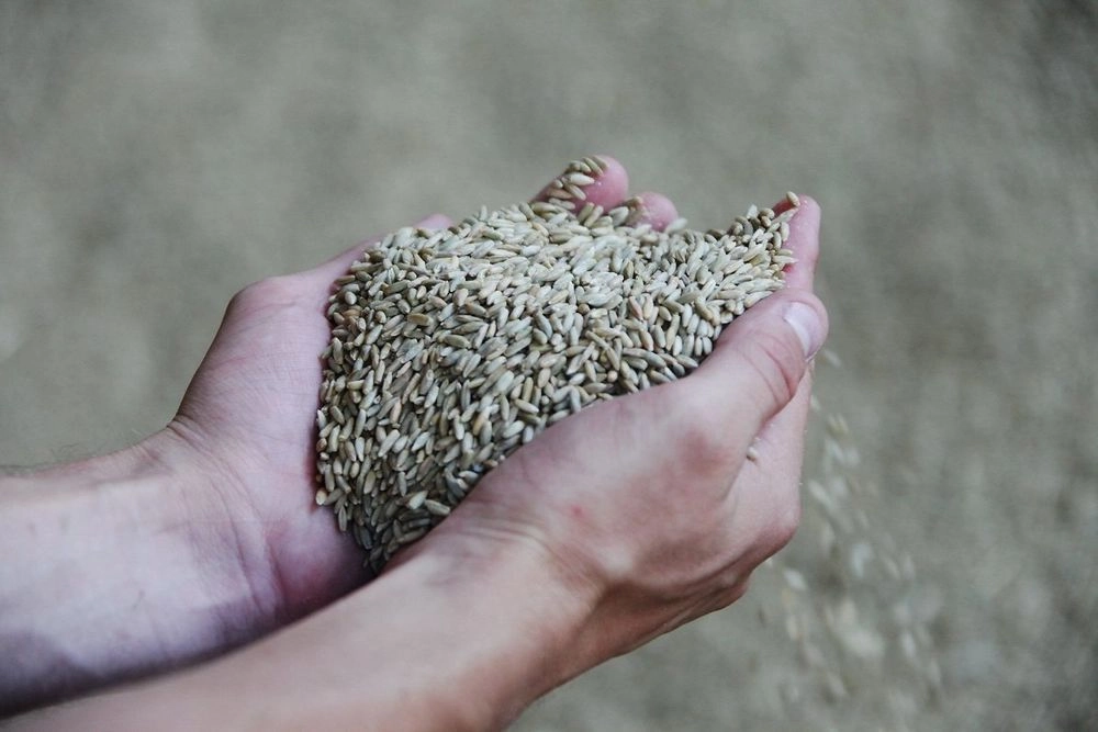 Латвія першою в Євросоюзі забороняє імпорт зерна з росії та білорусі