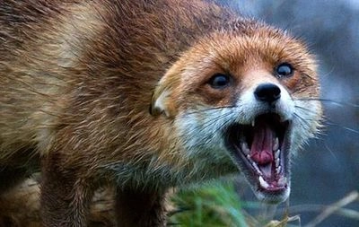 The number of animal rabies cases has doubled in Ukraine: State Service of Ukraine on Food Safety and Consumer Protection names reasons and rules of behavior with rabid animals
