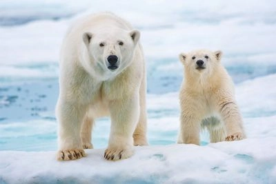 February 27: International Polar Bear Day, World Optimist Day