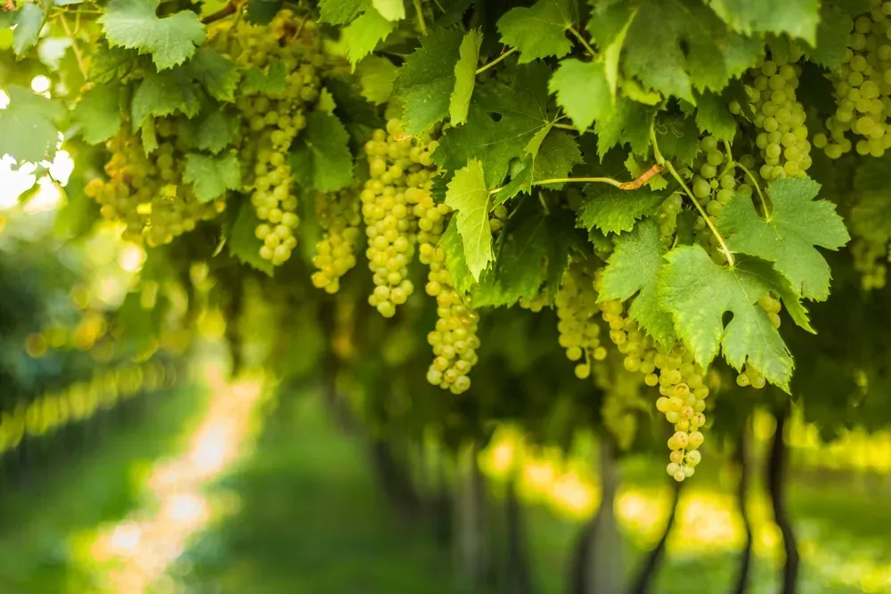 За програмою єРобота можна буде отримати 330 тис. грн для висадки одного гектара винограду – Шмигаль 
