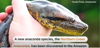Ученые обнаружили новый вид амазонской анаконды - самой большой змеи в мире