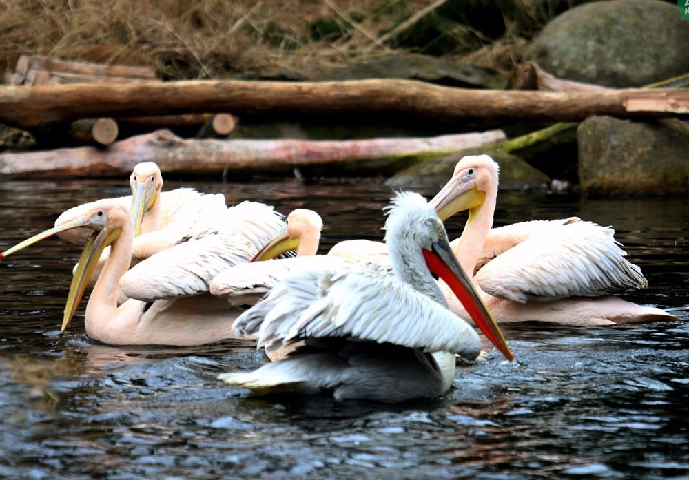 В столицу вернулись пеликаны и теперь прогуливаются в водоеме КиевЗоо