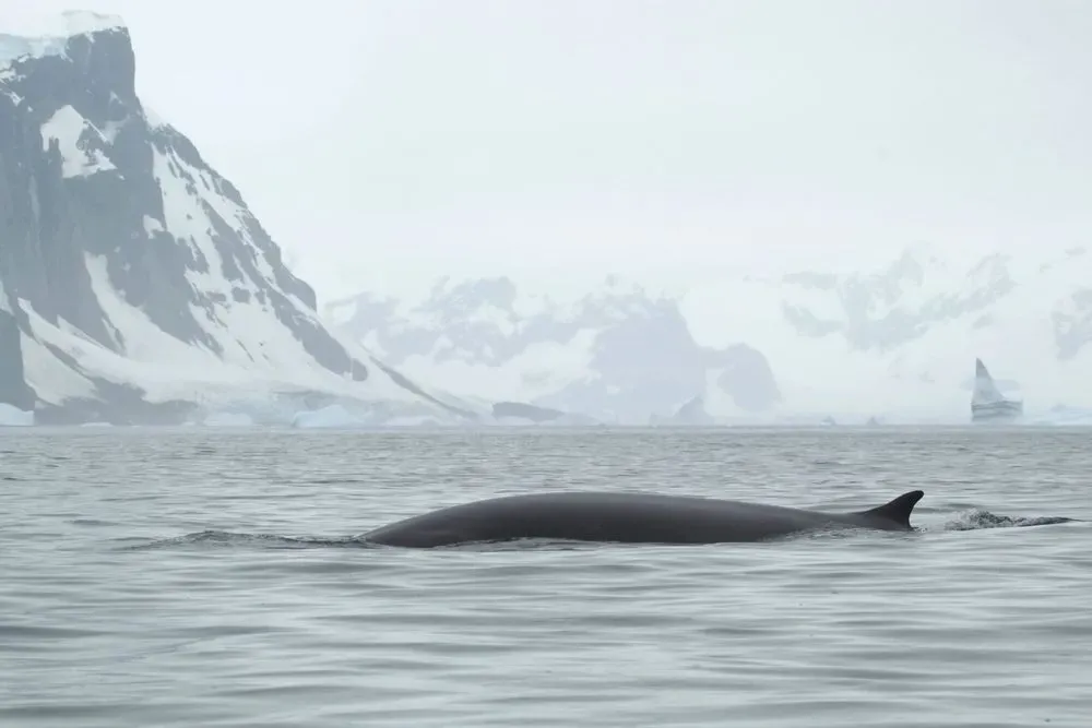 Ukrainian polar explorers show a meeting with the second largest whale - fin whale