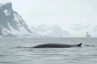 Ukrainian polar explorers show a meeting with the second largest whale - fin whale
