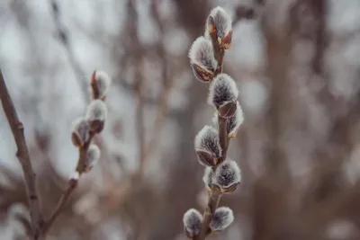 Weather for March 11: partly cloudy in Ukraine, rain in some regions