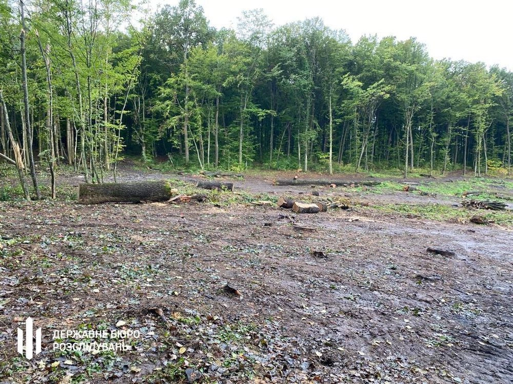 Екскерівника лісгоспу підозрюють у незаконній вирубці 10 тисяч дерев - ДБР