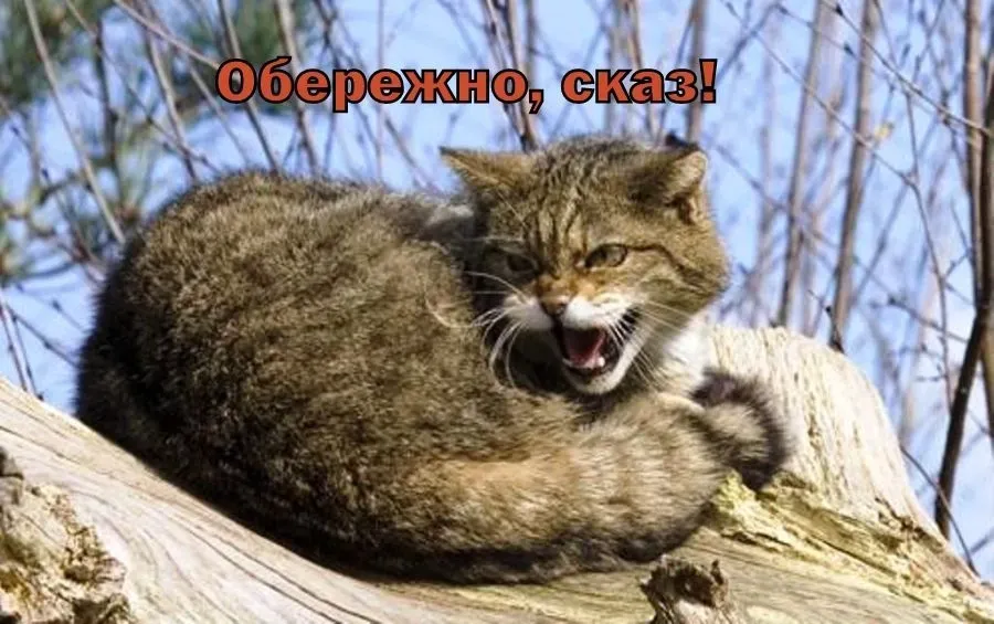 A rabid cat bites two people in a village in Poltava Oblast: preventive vaccinations are being carried out in the surrounding villages