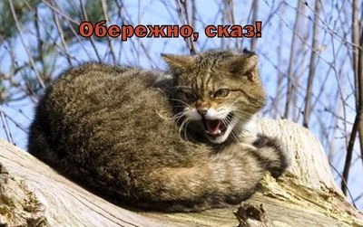 У селі на Полтавщині скажений кіт покусав двох людей: у навколишніх селах проводять профілактичні щеплення тваринам