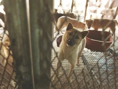 In North Korea, it is recommended to abandon domestic dogs: keeping them is approved only for cooking with them