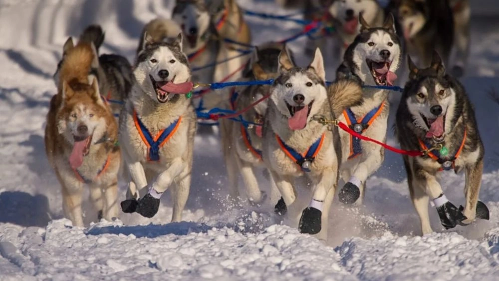 PETA требует запретить знаменитые соревнования на собачьих упряжках Iditarod из-за гибели собак во время гонки