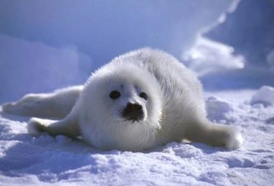 Международный день защиты детенышей тюленей, Всемирный день защиты прав потребителей. Что еще можно отметить 15 марта