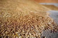 Lithuania introduces stricter control over imports of Russian grain