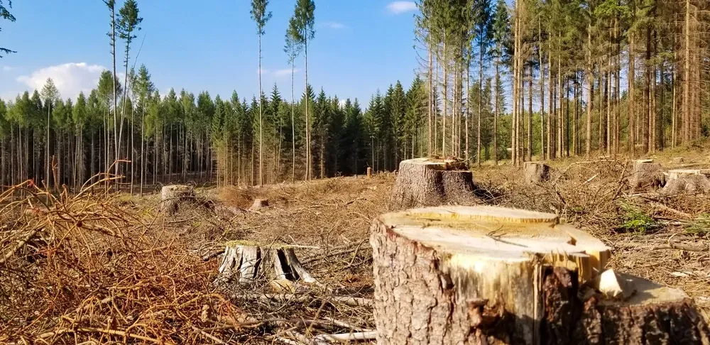 Audit of Forestry and Hunting: Accounting Chamber reveals more than UAH 20 billion in losses