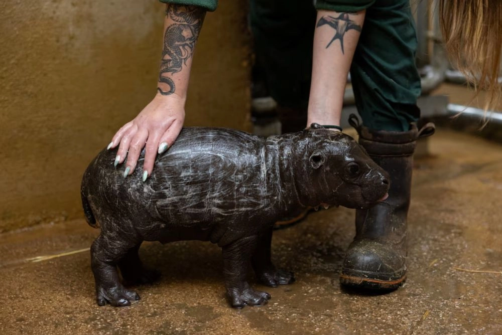 rare-dwarf-hippo-born-in-athens-zoo