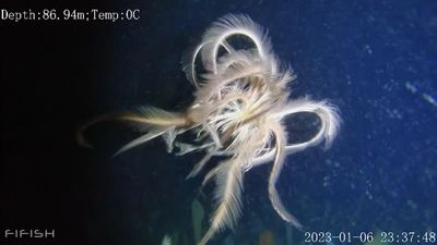 Scientists discover rare sea lily in Antarctica