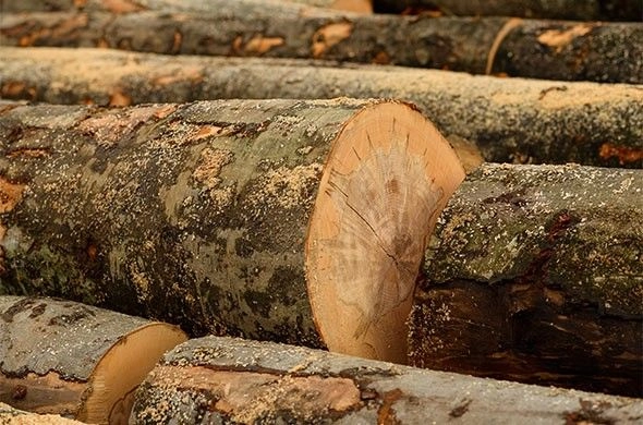 Polish customs officers allow sanctioned timber from Belarus to enter the EU with forged documents - media
