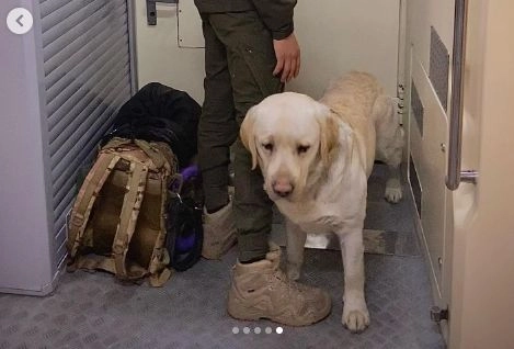 NGU soldier with a service Labrador was not allowed into the train: details of the incident