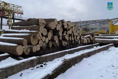 Підозрюваних у незаконній вирубці дубів у Чорнобильському заповіднику триматимуть під вартою до суду - прокуратура