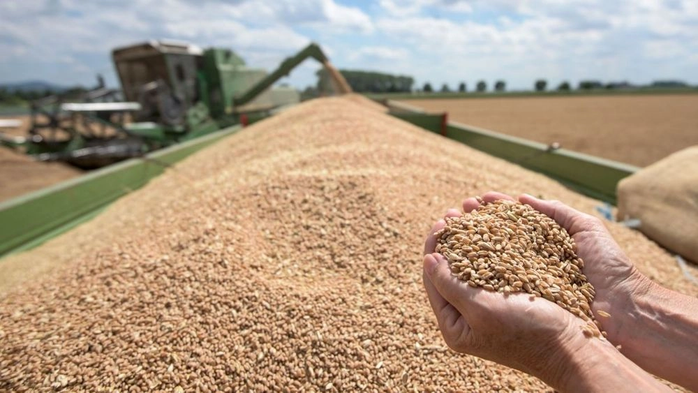 This year's harvest will be about 77 million tons - people's deputy