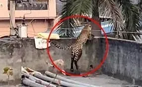 in-india-a-leopard-broke-into-a-house-and-injured-five-people