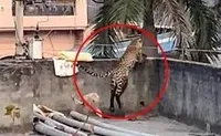 In India, a leopard broke into a house and injured five people