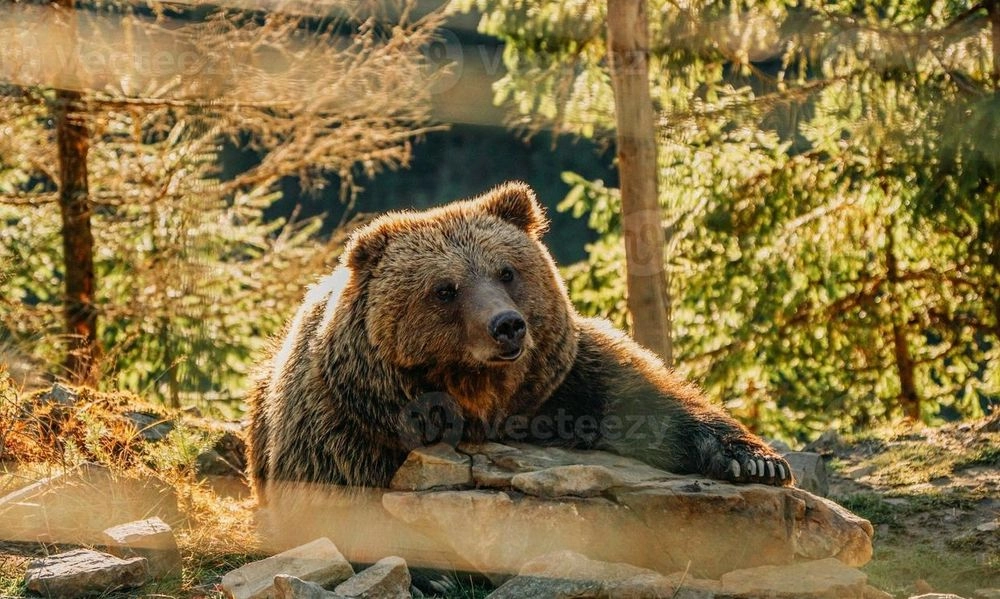 Запрет на охоту спасает медведей, их популяция в украинских Карпатах увеличивается - The Times