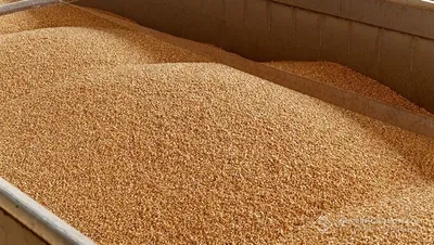За этот маркетинговый год Украина экспортировала почти 34,5 млн тонн зерновых - эксперт