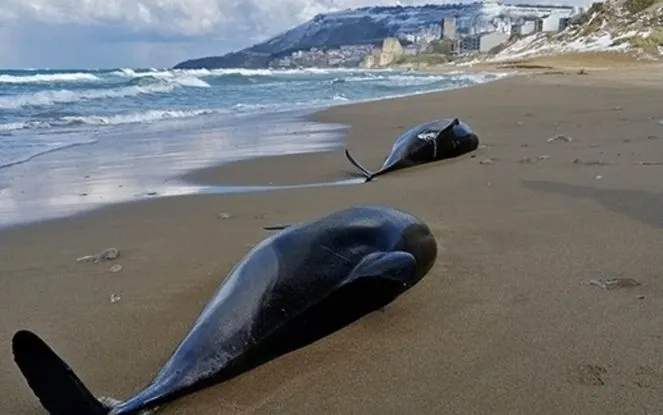 В Черном море в результате военных действий за месяц погибли десятки дельфинов
