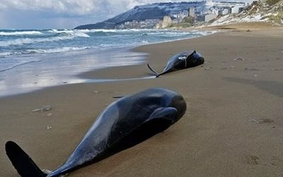 У Чорному морі внаслідок воєнних дій за місяць загинули десятки дельфінів
