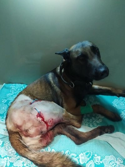 Четвероногий собрат: военные собирают на лечение служебной собаки, раненой во время обстрела