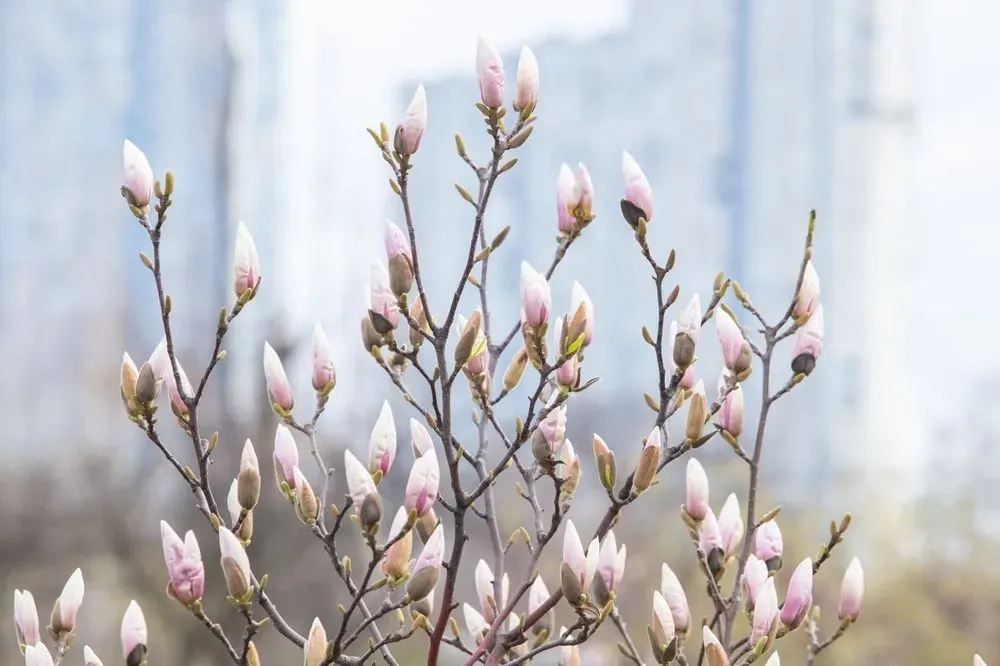 v-kieve-rastsveli-pervie-magnolii-i-sakuri