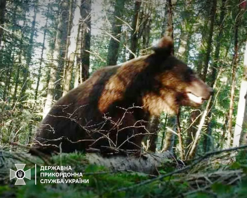 "Patrolling" the border: a bear fell into a photo trap of border guards near Romania