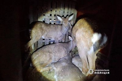 В Києві водій мікроавтобуса незаконно перевозив 9 оленів, один з яких помер