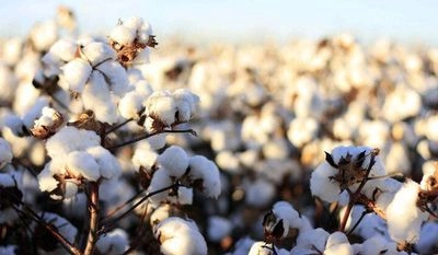 Kiper announced Odesa cotton