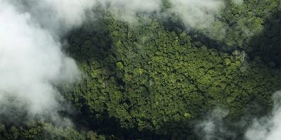 Destruction of tropical forests around the world has decreased slightly - study