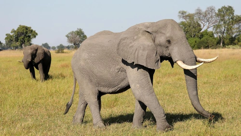 In response to Germany's criticism of hunting, Botswana promises to send 20,000 wild elephants to Germany